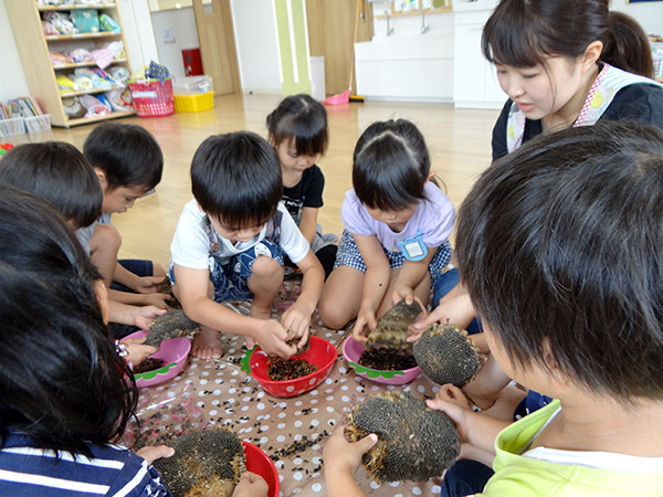 ひまわりの種取り